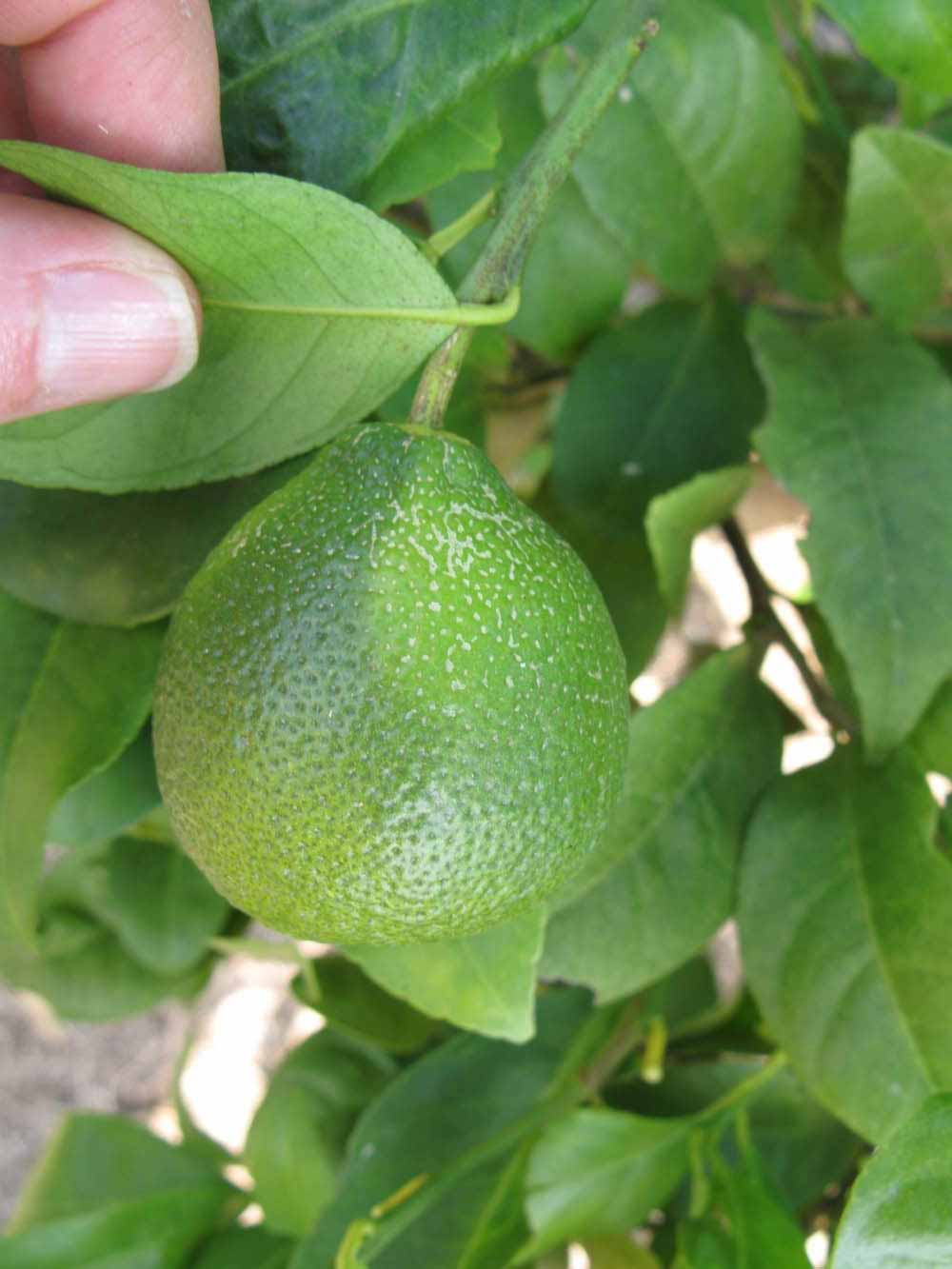            Immature fruit (Winter Haven, FL)        